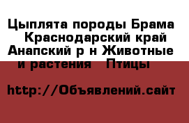 Цыплята породы Брама  - Краснодарский край, Анапский р-н Животные и растения » Птицы   